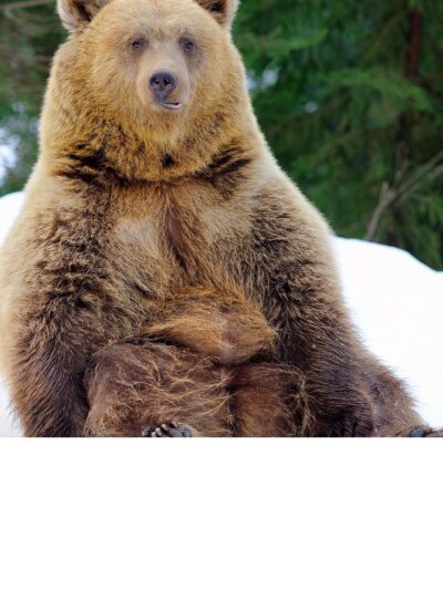 Brown Bear Wildlife canvas,  Animal print canvas