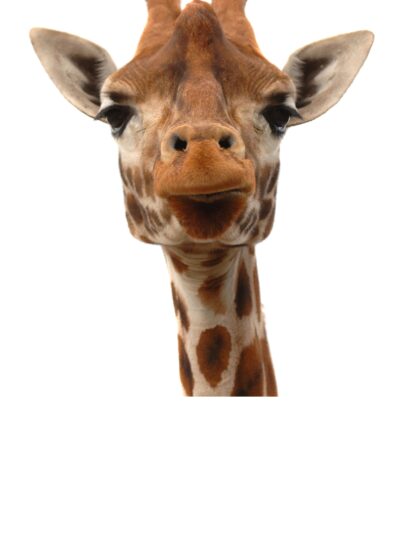 Giraffe photo canvas, Africa giraffe, Wildlife giraffe canvas, Giraffe wall art, Wildlife wall art, Animal print canvas