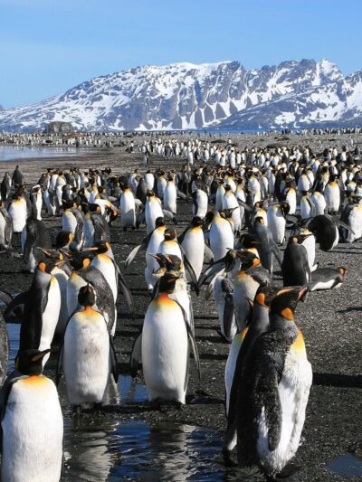 Beautiful Penguin Canvas, Nature canvas, Penguin Canvas Print, Animal wall art, Canvas gifts, Penguins photo print