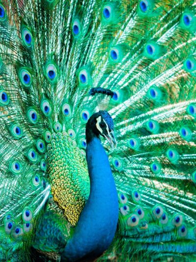 Beautiful Peacock canvas, Printed on Canvas, Bird canvas, Feathers Canvas Print, Animal wall art, Canvas gifts, Zoo animals, photo print