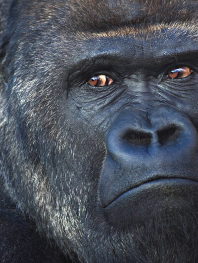 Beautiful Gorilla canvas, Printed on Canvas, Nature canvas, Gorilla Canvas Print, Animal wall art, Canvas gifts, Zoo animals, photo print