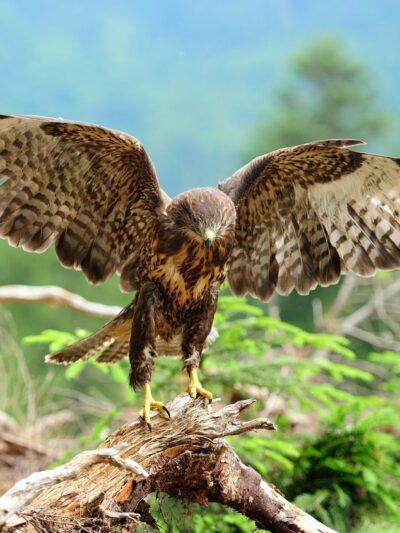 Beautiful Eagle Canvas, Nature canvas, Eagle Canvas Print, Animal wall art, Canvas gifts, Zoo animals, photo print