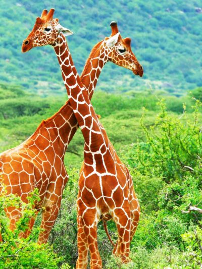 Giraffe photo canvas, Africa giraffe, Wildlife giraffe canvas, Giraffe wall art, Wildlife wall art, Animal print canvas