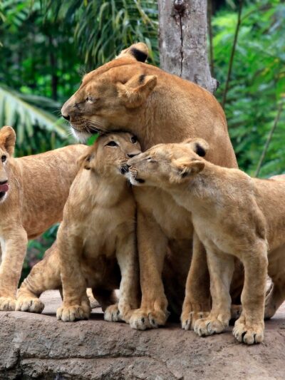 Lion family canvas, Lion Canvas, Lion wildlife watercolor Animal Wall canvas,  Wildlife wall art, Lion family watercolor