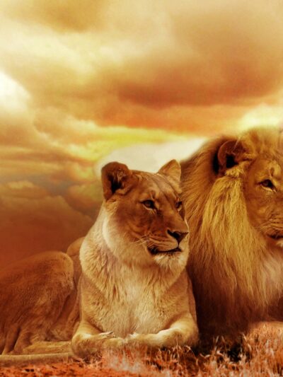 Lion canvas, Lion Canvas, Lion wildlife watercolor Animal Wall canvas,  Wildlife wall art, Lion family watercolor