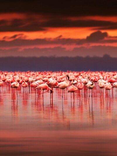 Beautiful Flamingo Canvas, Nature canvas, Flamingo Canvas Print, Animal wall art, Canvas gifts, Zoo animals, photo print