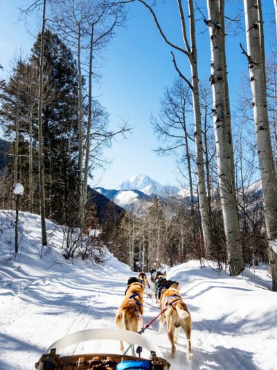 Dogs in snow canvas, Printed on Canvas, Nature canvas, Dog Racing Canvas Print, Animal wall art, Zoo animals, Tigers photo print