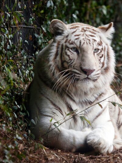 Bengal Tiger canvas, Printed on Canvas, Nature canvas, Tiger Canvas Print, Animal wall art, Zoo animals, Tiger photo print
