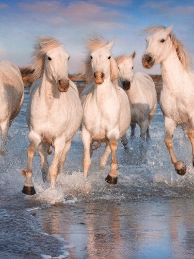 White Horses canvas, Color Canvas, Nature canvas, France horses Canvas Print, Animal wall art, Zoo animals, Horse photo print