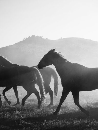 Wild Horses canvas, Black and White Canvas, Nature canvas, Wyoming horses Canvas Print, Animal wall art, Zoo animals, Horse photo print