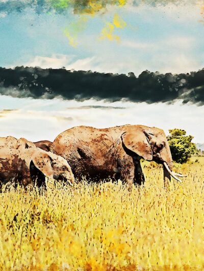 African Elephant watercolor canvas, Printed on Canvas, Nature canvas, Elephants watercolor Canvas Print,  art, Elephant photo print