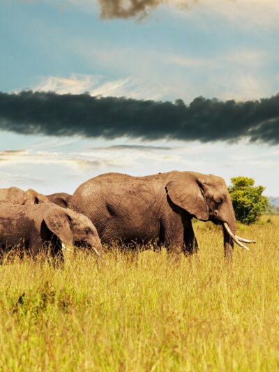 African Elephant canvas, Printed on Canvas, Nature canvas, Elephants Canvas Print, Animal wall art, Zoo animals, Elephant photo print