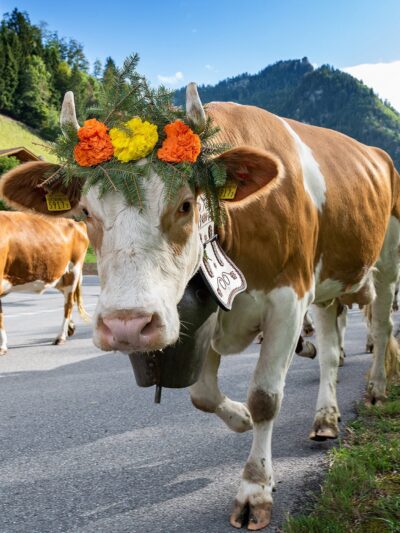 Cow with Cowbell and flowers photo canvas, Cow wall art, Wildlife cow canvas, , Wildlife wall art, Animal print canvas