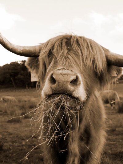 Highland cow sepia photo canvas, Highland cow canvas sepia, Wildlife cow canvas, Highland cow wall art, Wildlife wall art,