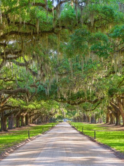 Charleston plantation entrance canvas, Charleston Canvas, Plantation canvas, Old South wall art, Canvas Gift, Plantation canvas