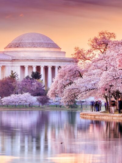 Beautiful Cherry Blossom canvas photo, Washington DC canvas, Jefferson Memorial ,Blossom wall art, Canvas gifts, Cherry Blossom canvas