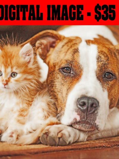 Pet Painting, Pet Portrait, Custom Pet Portrait, Custom Dog Portrait, Custom Watercolor Portrait, Dog Art, Dog Watercolor, Dog Painting