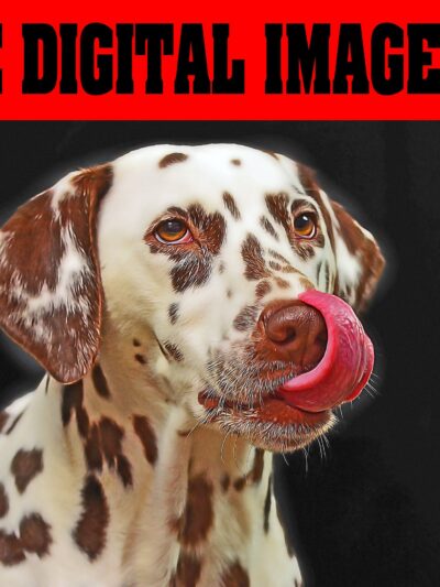 Custom Pet Portrait | Custom Animal Portrait | Digital Pet Painting from photo | Pet Sketch From Photo | Watercolor digital Hand Painting