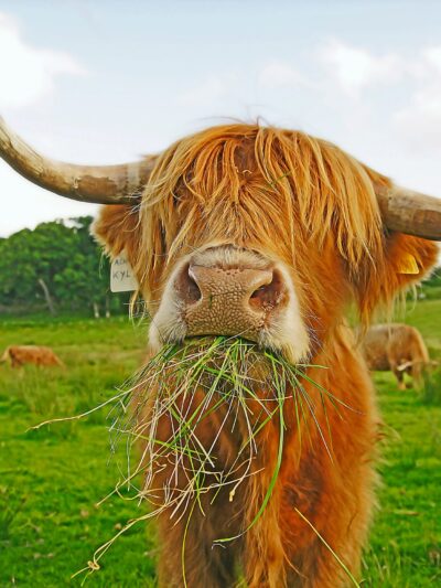 Highland cow digital oil painting canvas, Highland cow canvas, Wildlife cow canvas,Highland cow wall art Wildlife wall art, Highland Cow art